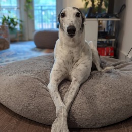 a cute dog on a pillow